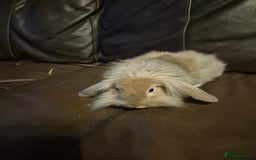 Lionhead rabbits for sale: Beautiful Lion head buck male  - Image 4