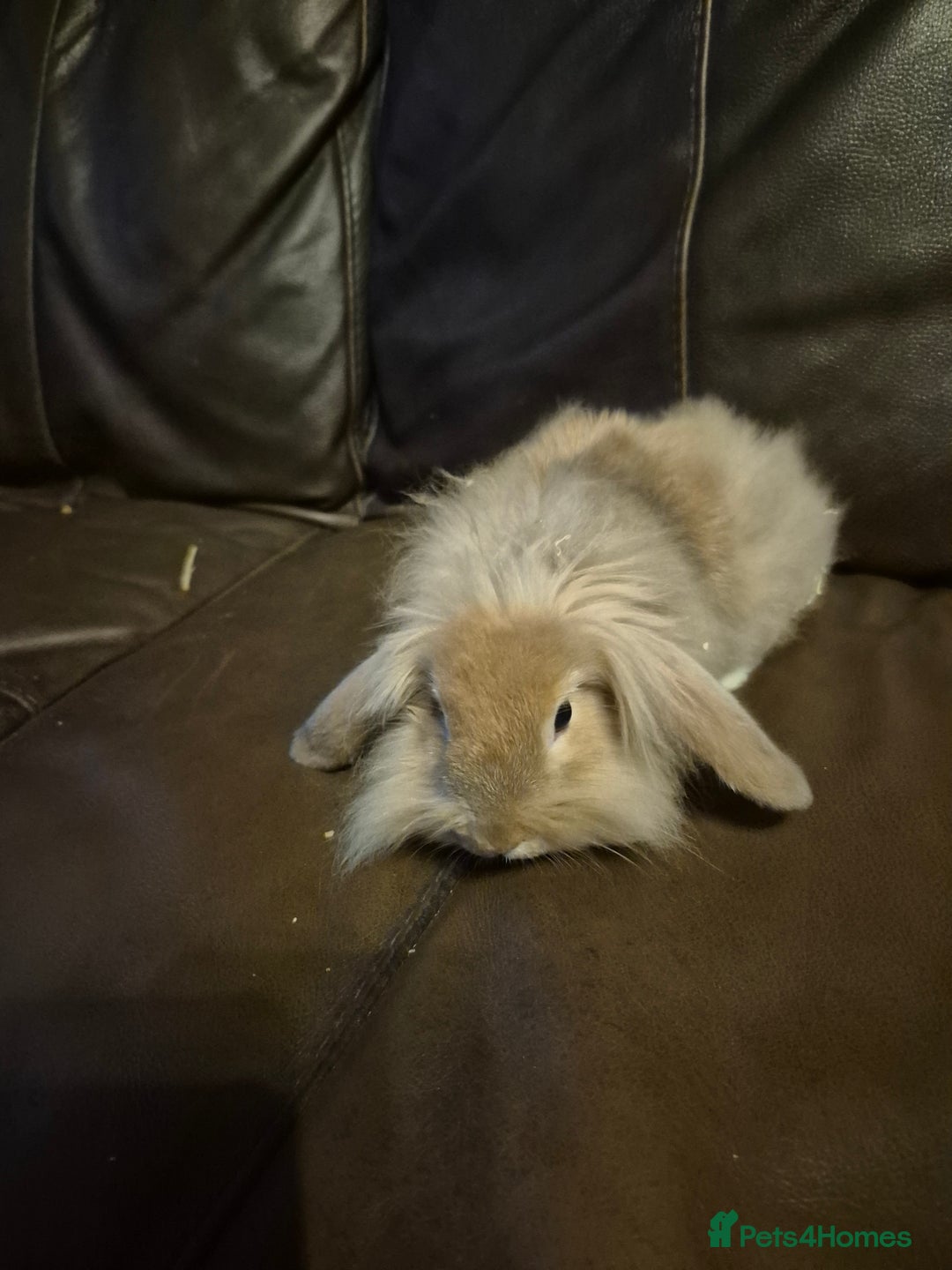 Lionhead rabbits for sale: Beautiful Lion head buck male  - Image 4