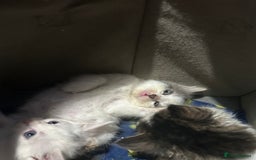 Mixed Breed cats for sale: Fluffy kittens ready soon  - Image 24