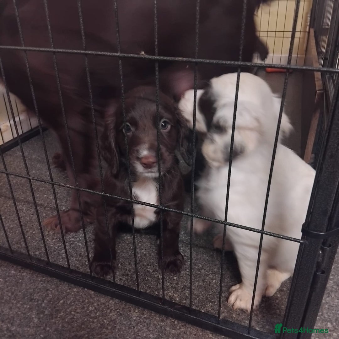 Sprocker dogs for sale: Sprockers  - Image 11