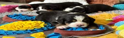 Bernese Mountain Dog dogs for sale: KC Registered Bernese Mountain Dog Puppies - Advert 16