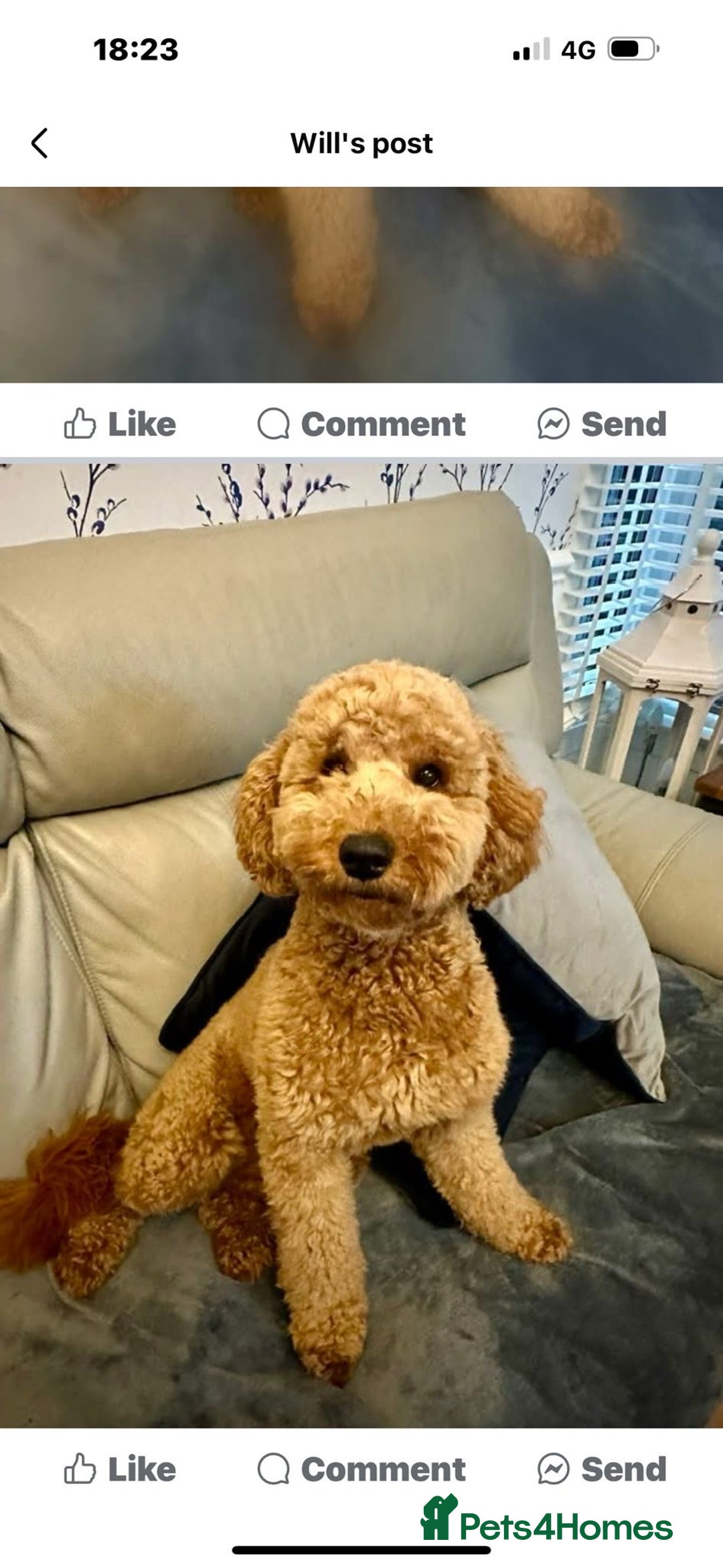 Labradoodle dogs for sale: Miniature Labradoodle  - Advert 10