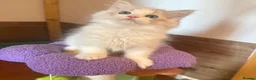 Ragdoll cats for sale: EU Sweet face Ragdoll TICA  - Advert 4