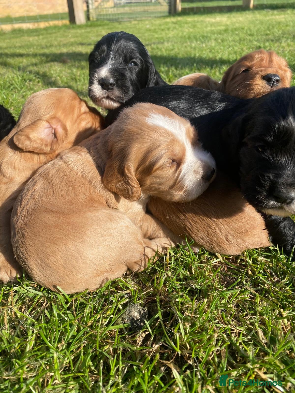 Cocker Spaniel dogs Stunning KC working cocker spaniels  - Advert 1