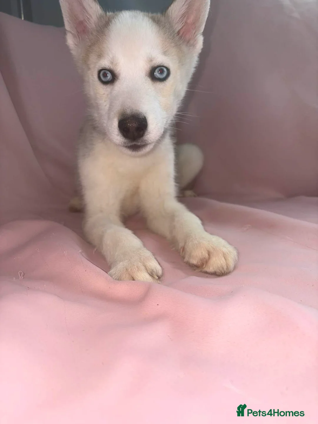 Siberian Husky dogs for sale: Male Husky Puppies - Advert 11