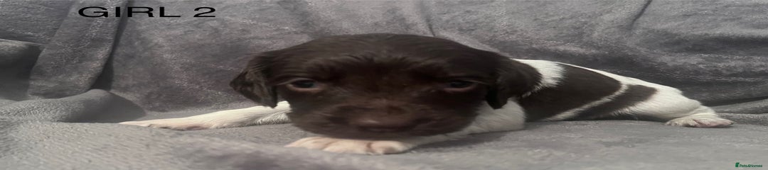 English Springer Spaniel Puppy 6