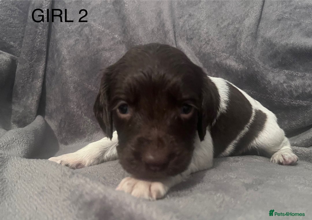 English Springer Spaniel dogs for sale: Liver and white springer spaniel’s  - Advert 6