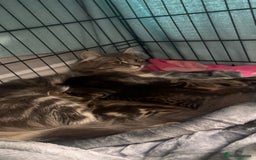 Mixed Breed cats for sale: bengal x - Image 4