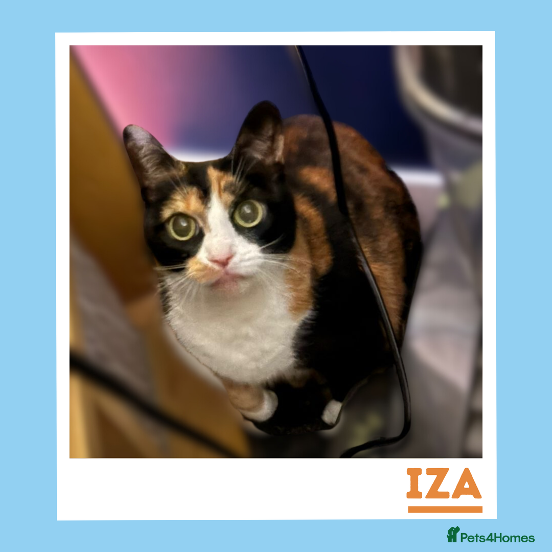 Mixed Breed cats for adoption: Gentle, Sweet Kitties in their Golden Years - Advert 6