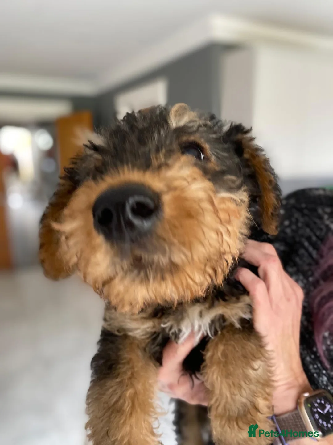 Airedale Terrier dogs for sale: Pure breed Airedale Terriers for sale - Advert 9