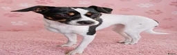 Mixed Breed dogs for sale: Gorgeous little girl in need of a forever home - Advert 4
