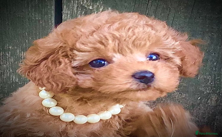 Toy Poodle dogs - Advert 5