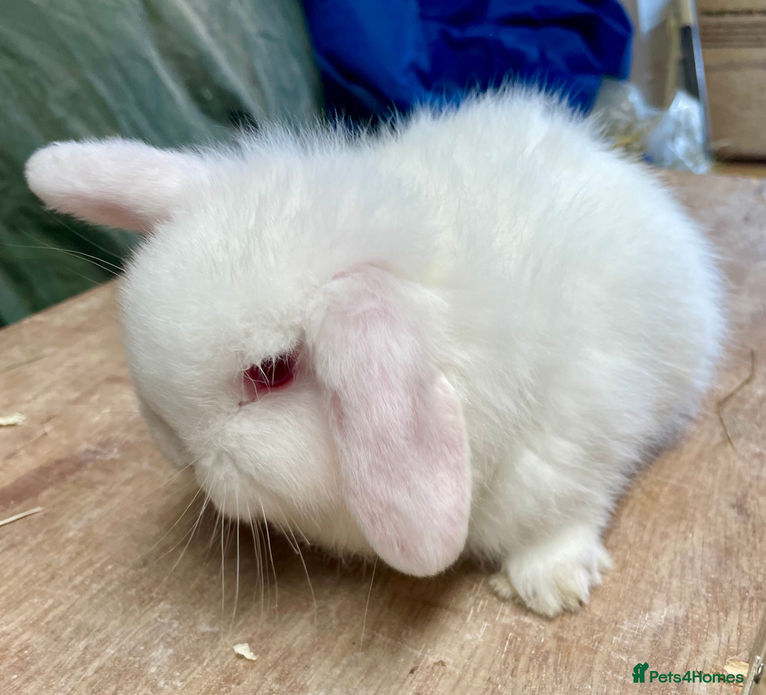 Mini Lop rabbits Mini lop beautiful small chunky baby girl - Advert 13