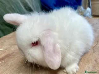 Mini Lop rabbits Mini lop beautiful small chunky baby girl - Advert 13