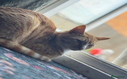 Mixed Breed cats for sale: 3 males need urgent forever homes  - Image 3