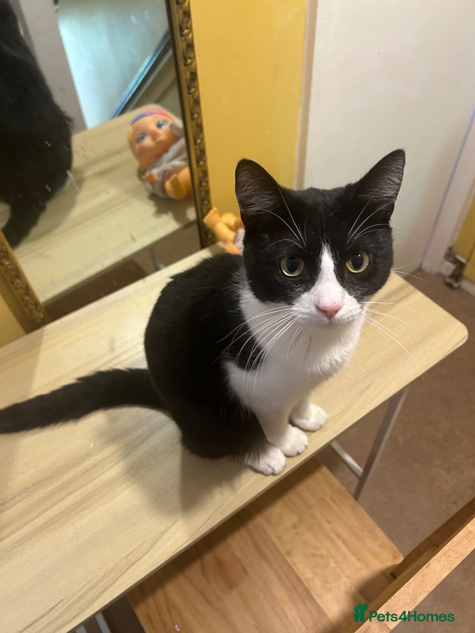 Mixed Breed cats Lovely mix breed cat for sale - Advert 1