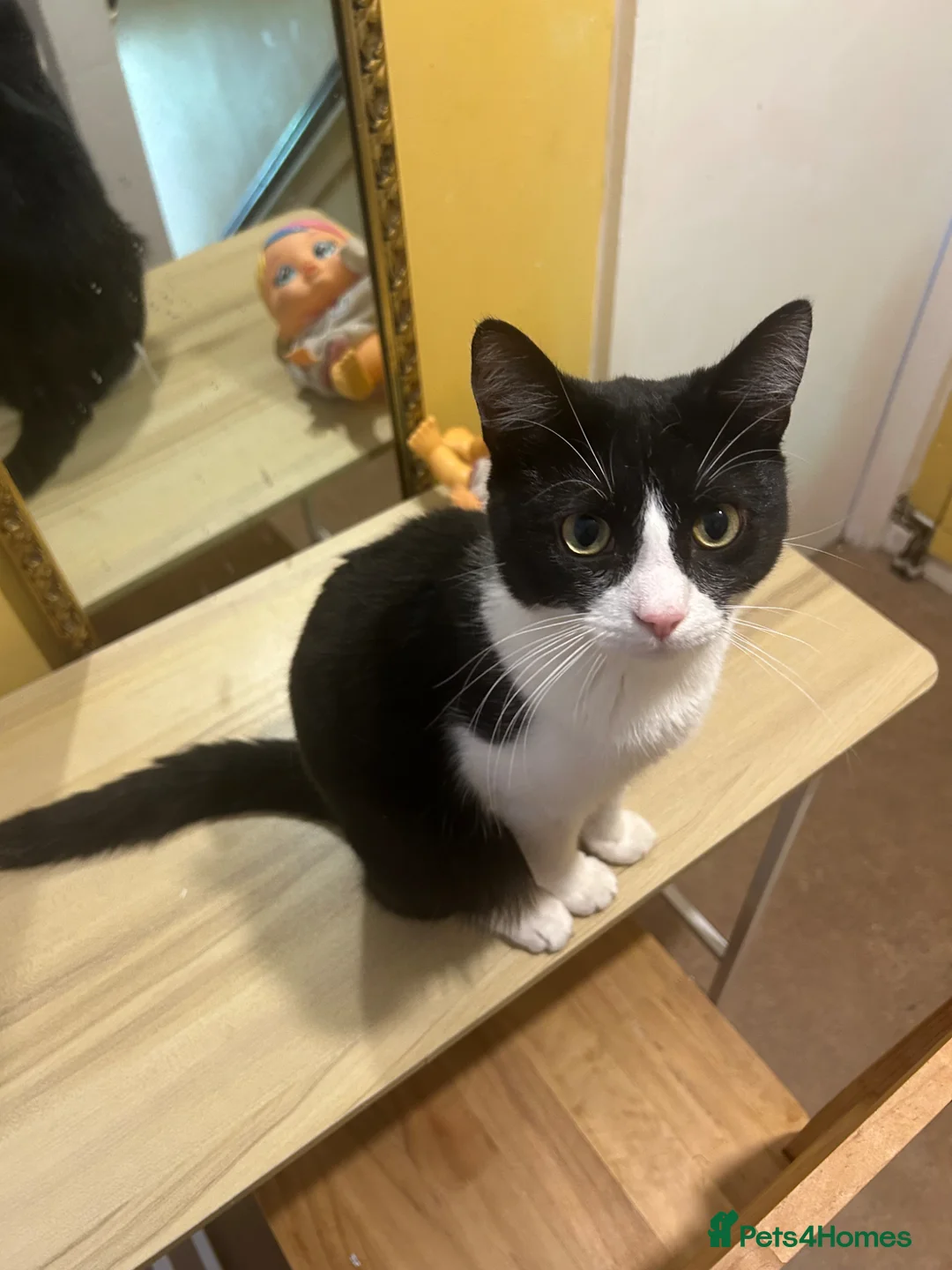 Mixed Breed cats for sale: Lovely mix breed cat for sale in Gloucester - Advert 1