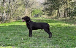 Labrador Retriever dogs for stud: Proven KC Reg Labrador health tested stud in Olney - Image 4