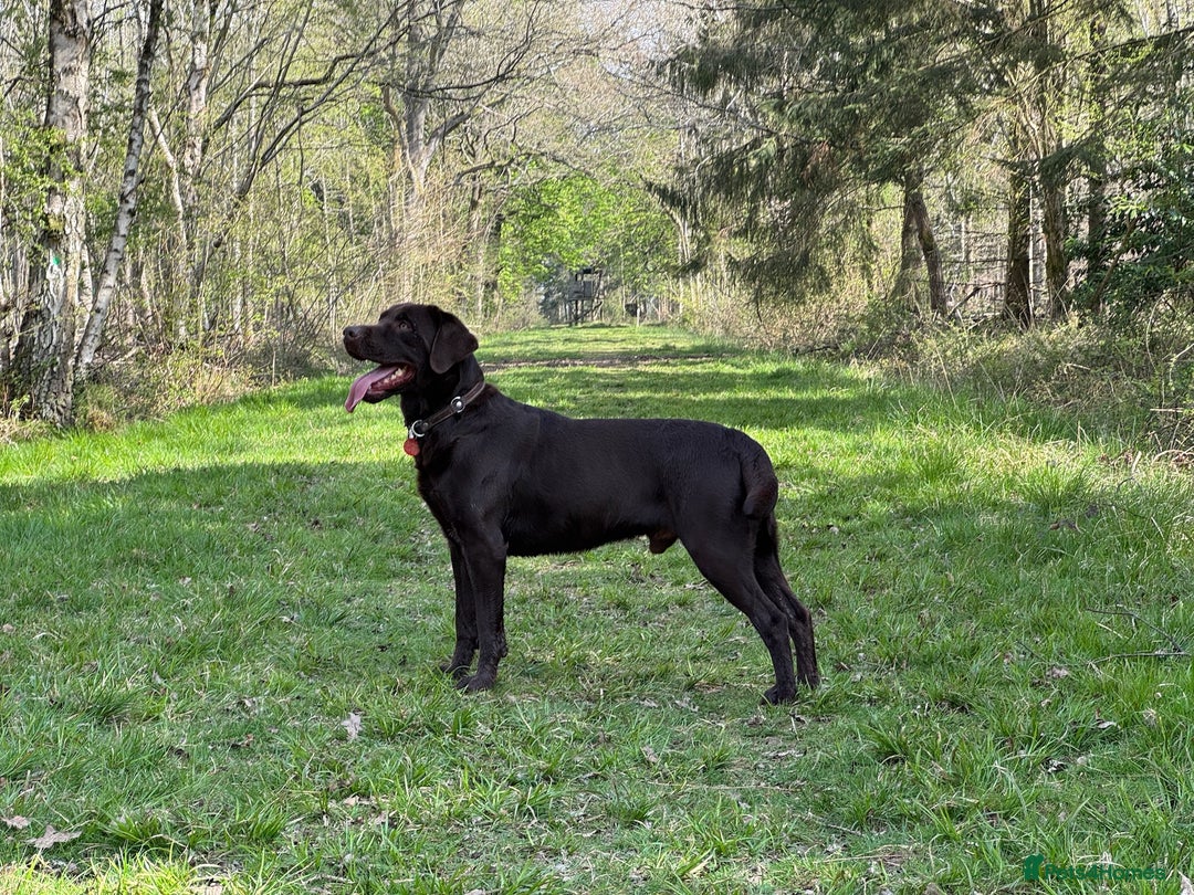 Labrador Retriever dogs for stud: Proven KC Reg Labrador health tested stud in Olney - Image 4