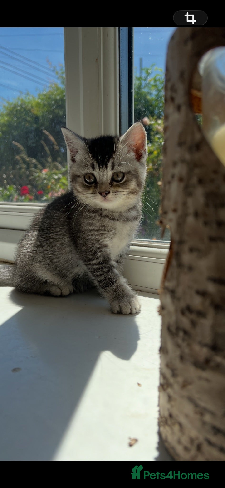 British Shorthair cats Ready now British shorthair kittens - Advert 1