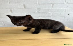British Longhair cats for sale: Ready to home🤍 3 Black Tabby & 2 Multicoloured - Image 19