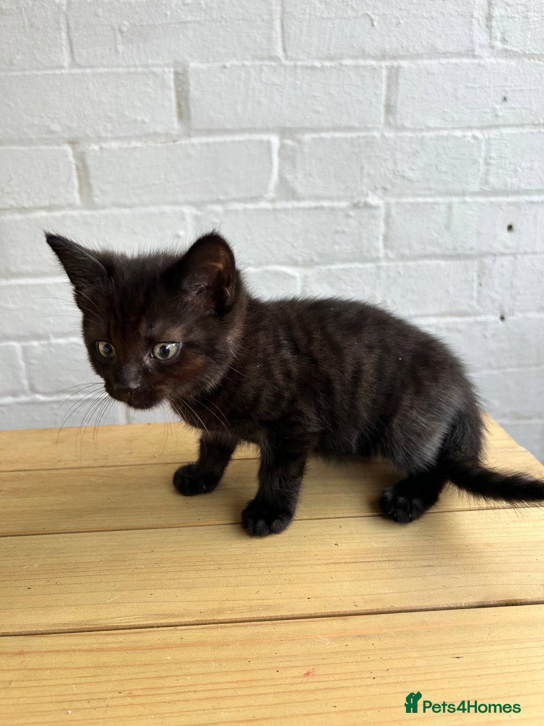 British Longhair cats for sale: Ready to home🤍 3 Black Tabby & 2 Multicoloured - Image 19