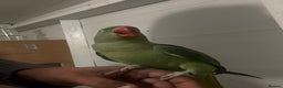 Parrots birds for sale: Alexandrian parrots (pair) for sale   - Advert 6