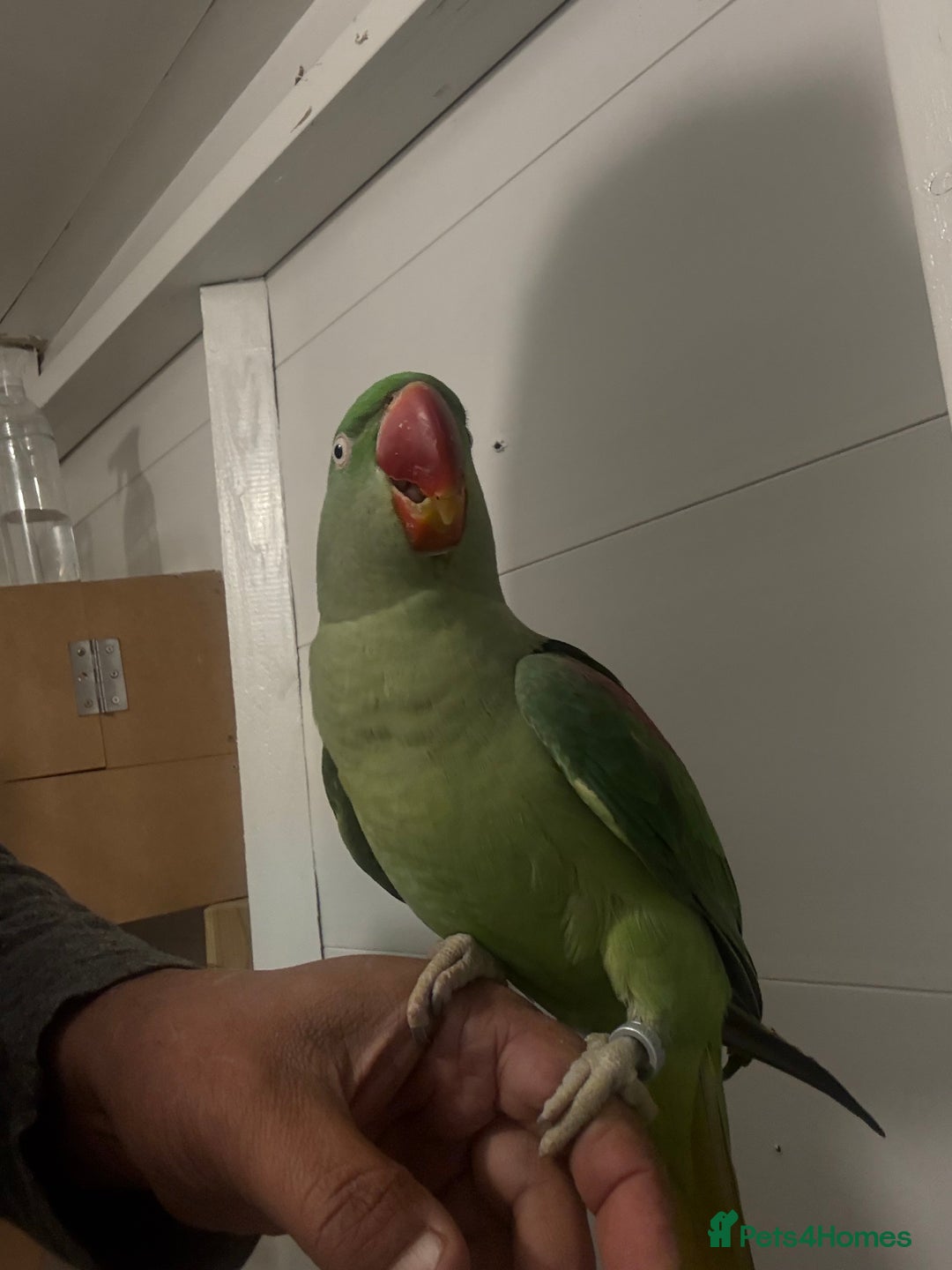 Parrots birds for sale: Alexandrian parrots (pair) for sale   - Advert 6