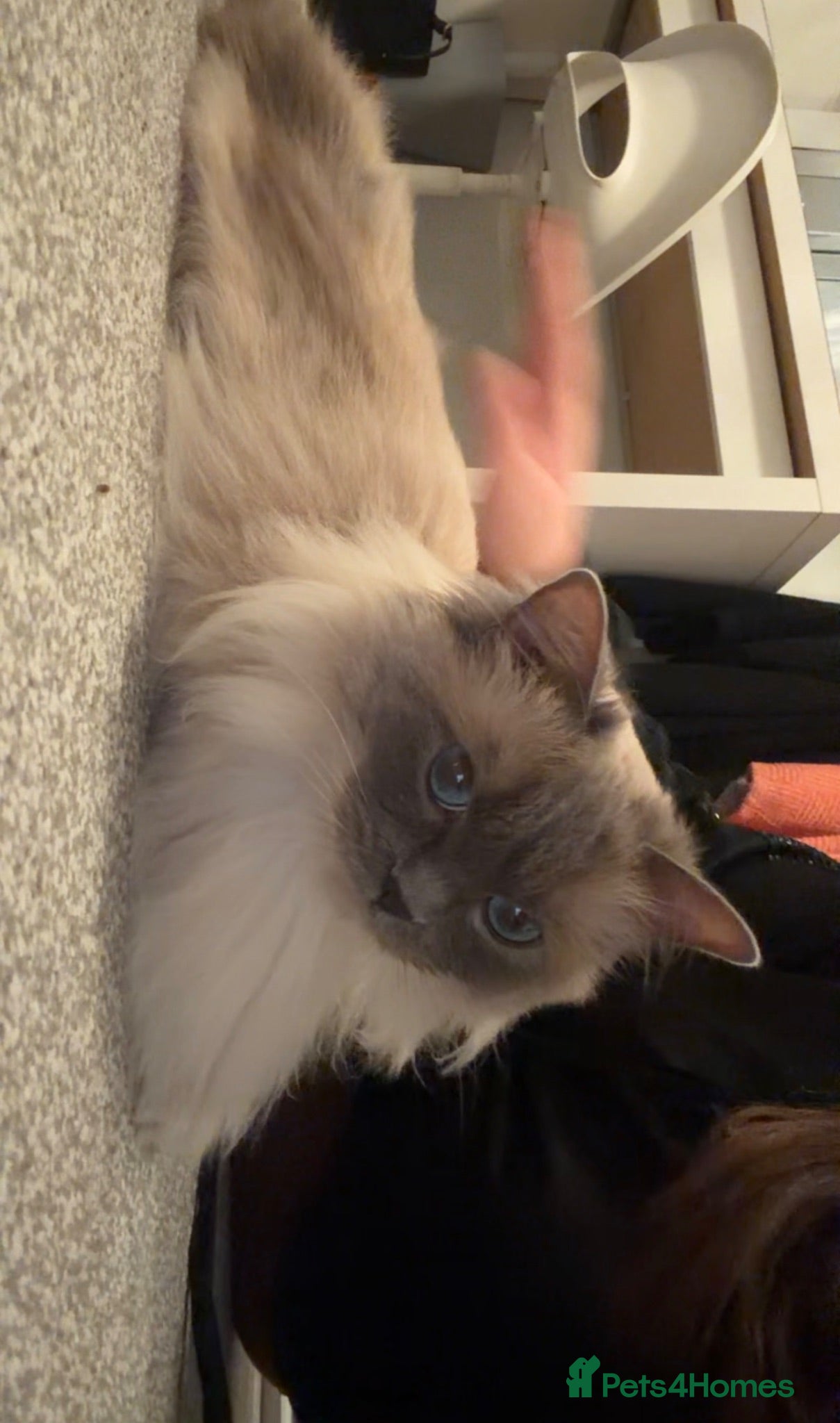 Ragdoll cats Dual registered active female - Advert 1