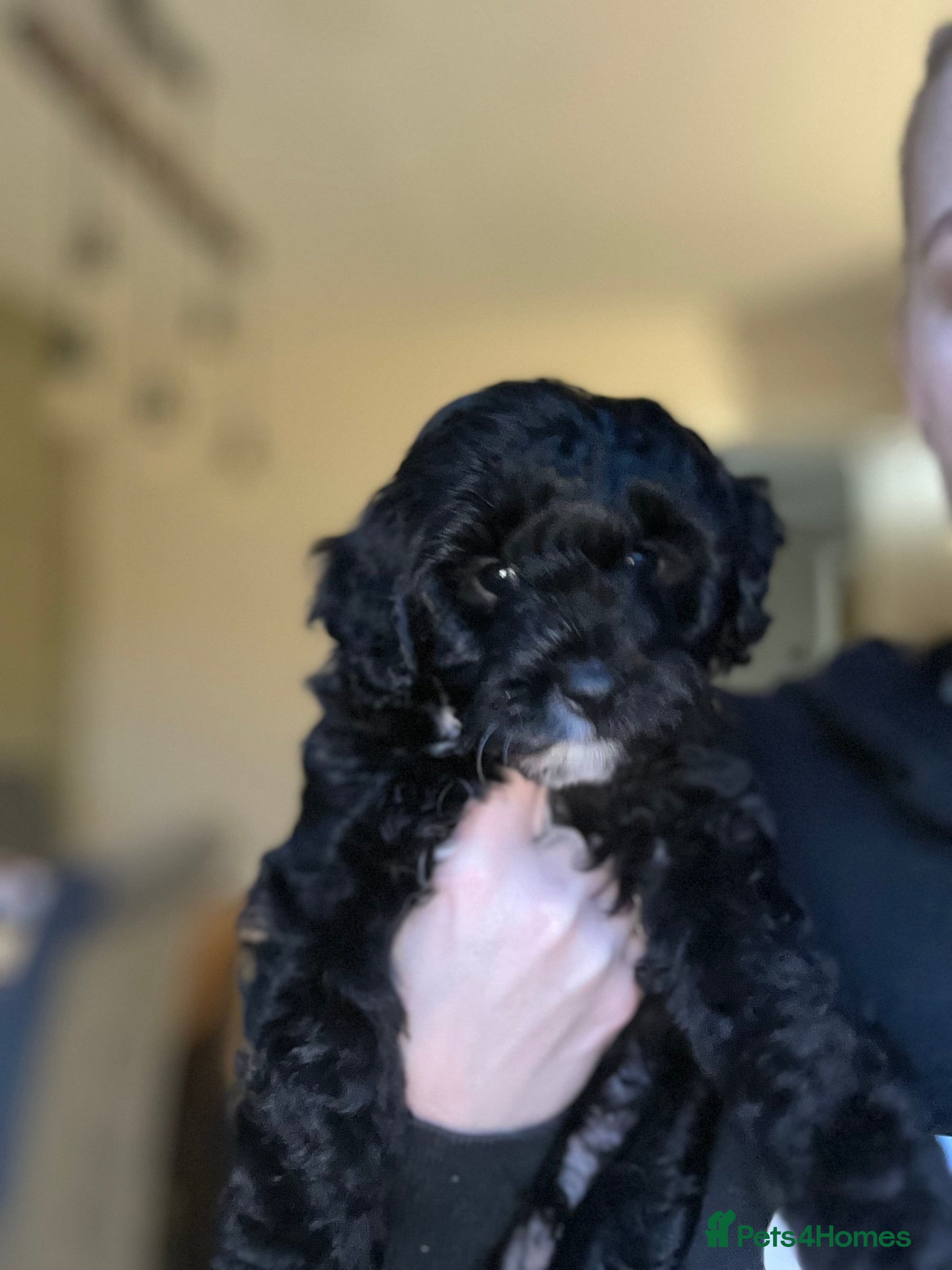Cavapoo dogs Beautiful litter of 4 F1B toy cavapoo  - Advert 10