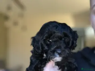 Cavapoo dogs Beautiful litter of 4 F1B toy cavapoo - Advert 10