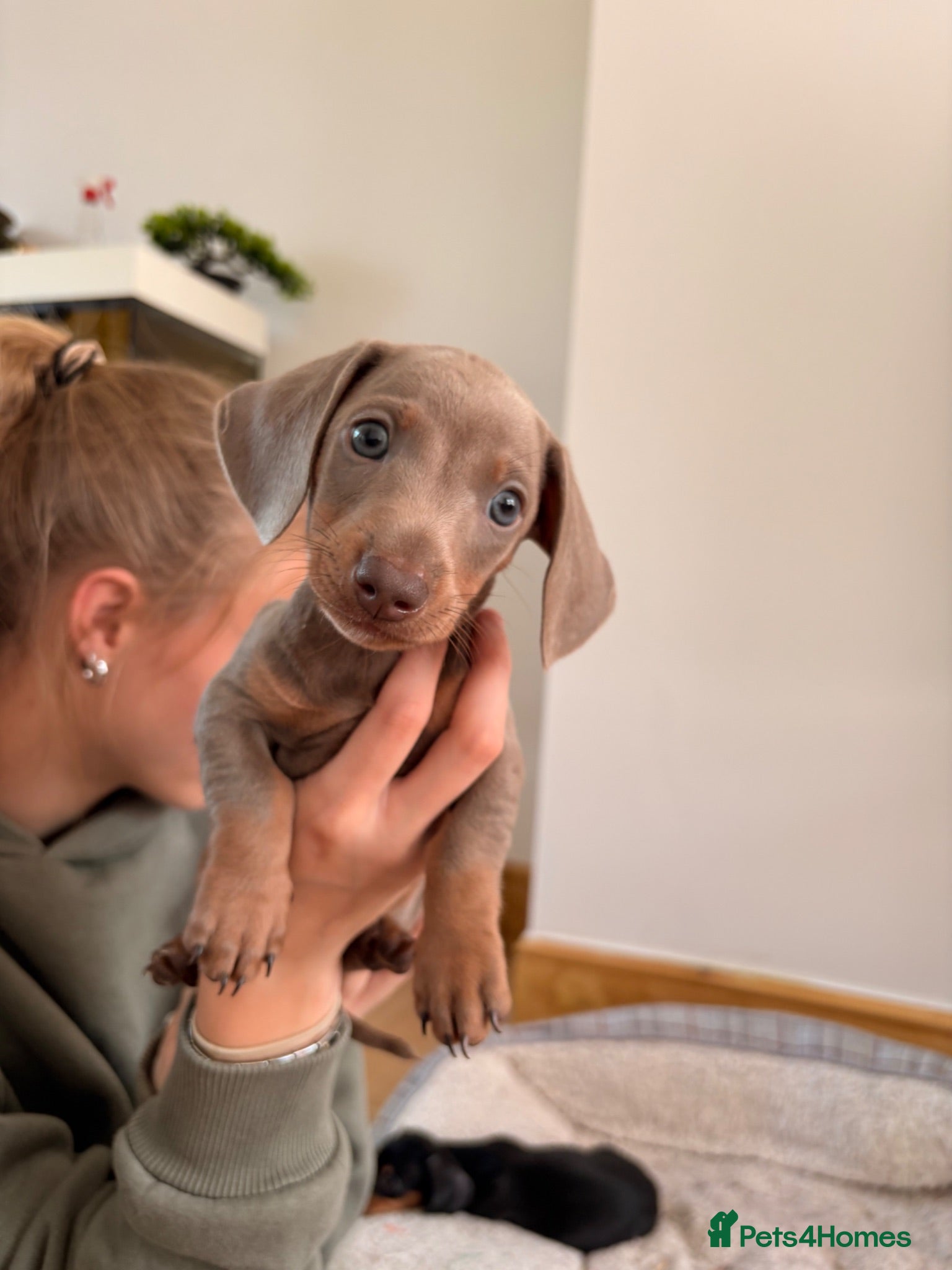Miniature Dachshund dogs Isabella, Black and Tan, brown miniature dachshund - Advert 6