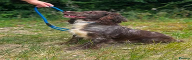 Cocker Spaniel 1