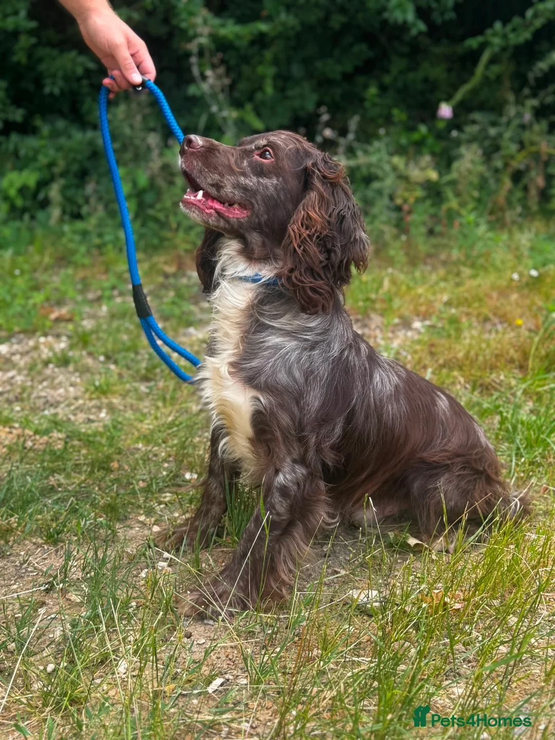 Cocker Spaniel dogs for sale: Cocker Spaniel for sale (merle) - Advert 2
