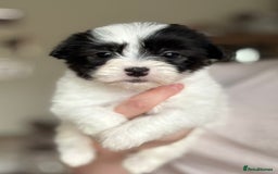 Coton De Tulear dogs for sale: Coton de Tulear puppies  - Image 7