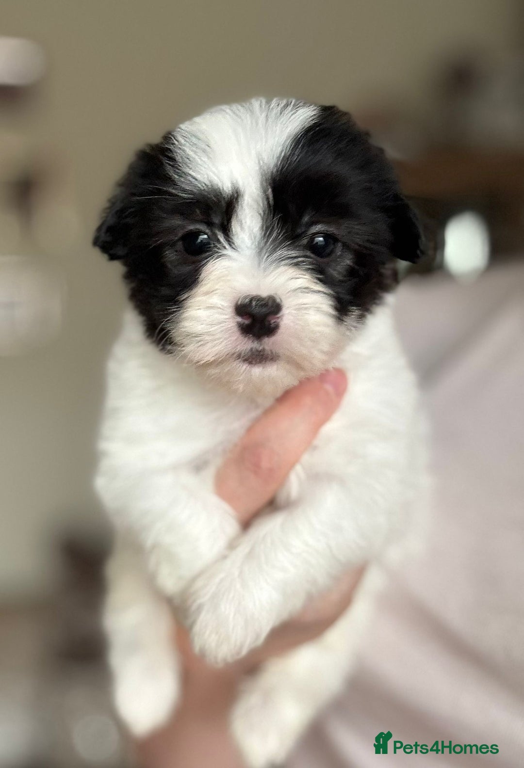 Coton De Tulear dogs for sale: Coton de Tulear puppies  - Image 7
