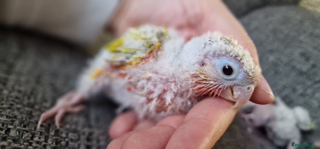 Conures birds for sale: Beautiful fully hand reared conure baby's  - Image 11