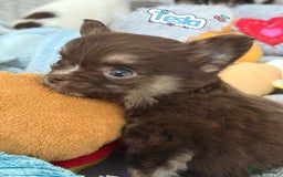 Chihuahua dogs for sale: 🔥 Adorable long-haired Chihuahua puppies for sale - Image 17