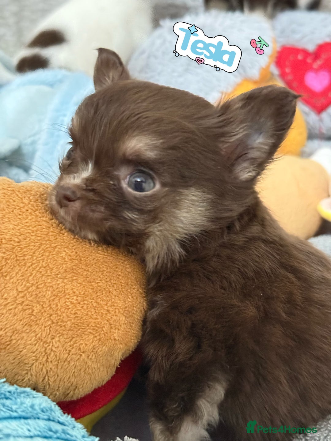 Chihuahua dogs for sale: 🔥 Adorable long-haired Chihuahua puppies for sale - Image 17