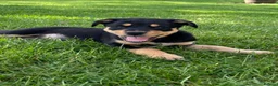 Mixed Breed dogs for sale: Australian Kelpie x Collie Pups in Llangadog - Advert 16
