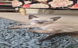Mixed Breed cats for sale: 2 black male, 1 female white and brown female - Image 4