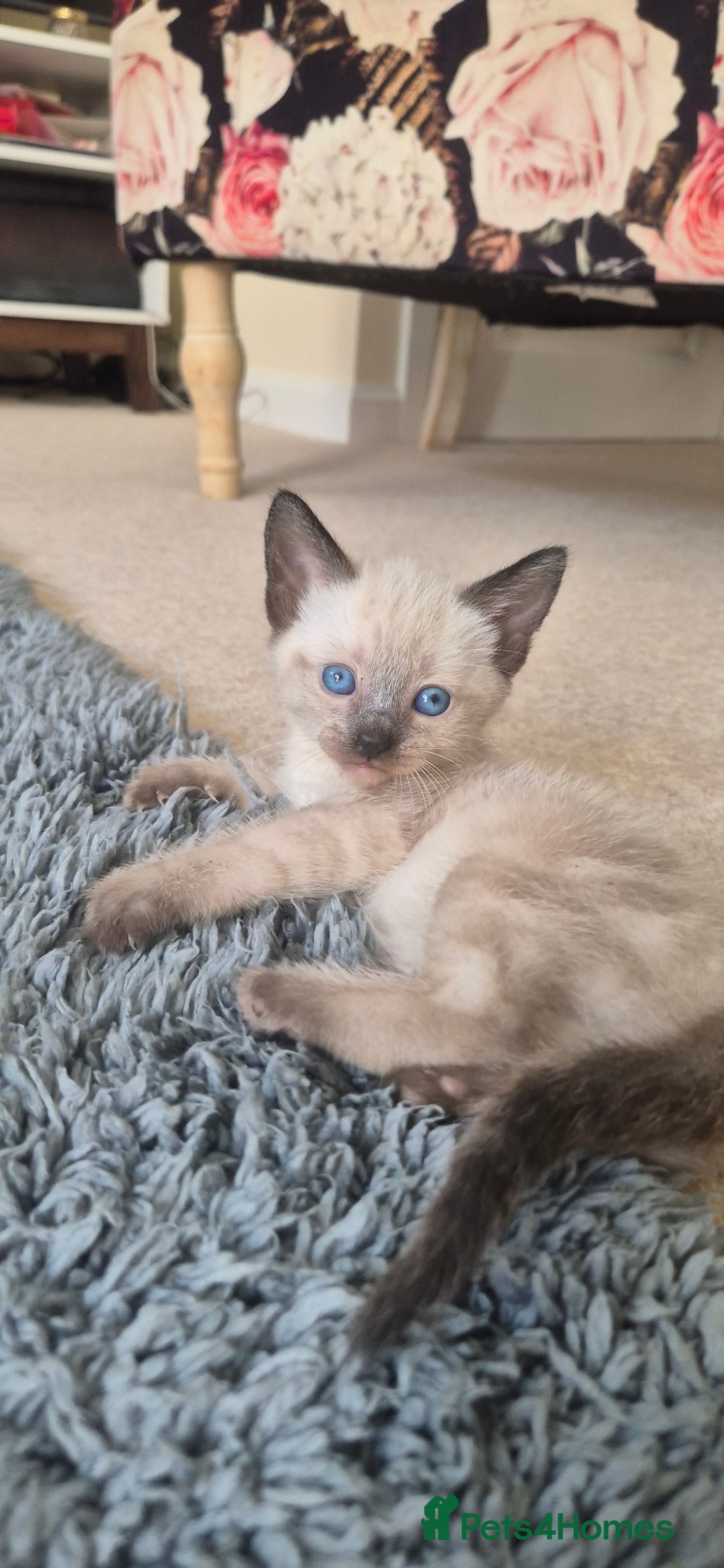 Mixed Breed cats for sale: 2 black male, 1 female white and brown female - Image 4