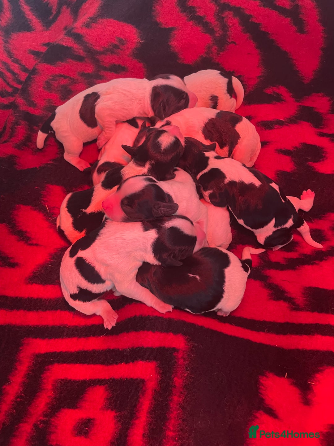 English Springer Spaniel dogs for sale: Beautiful English Springer Spaniels - Image 22