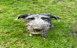 Mixed Breed dogs for sale: Ozzy is looking for his forever home - Image 5