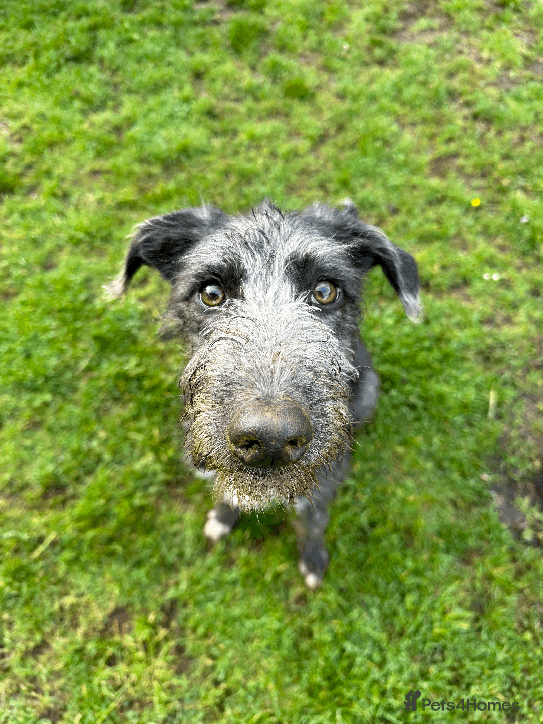 Mixed Breed dogs for sale: Ozzy is looking for his forever home - Image 5