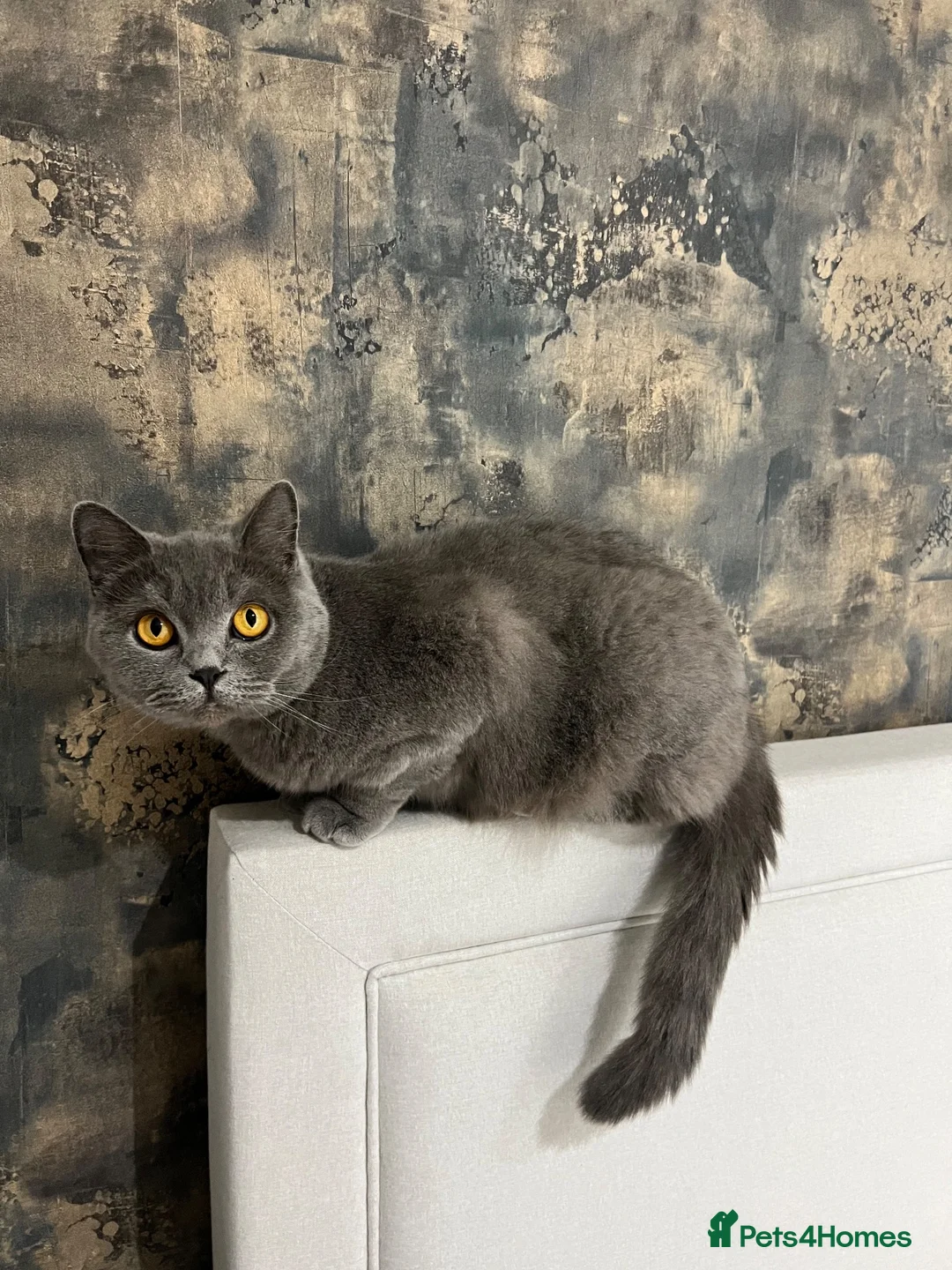 British Shorthair cats for sale: British Shorthair Female - Advert 2