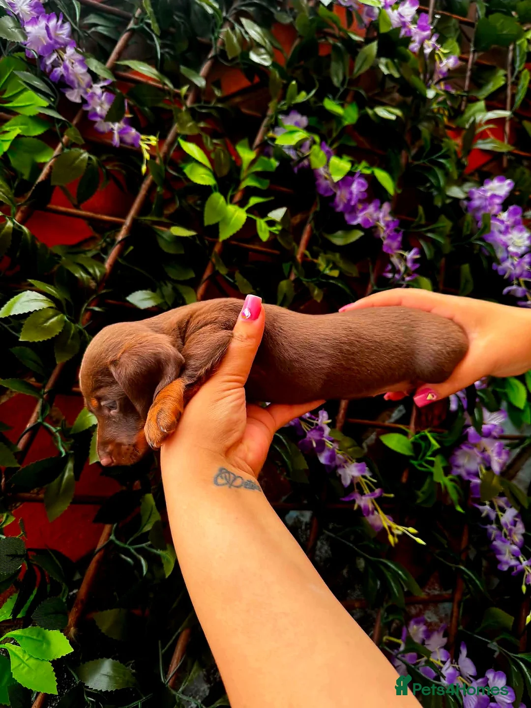 Miniature Dachshund dogs for sale: Chocolate-brown blue-eyedMiniature Dachshund puppy in Bolton - Advert 3