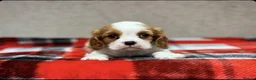 Cavalier King Charles Spaniel dogs for sale: Stunning KC Cavalier King Charles Spaniel puppies. in Holywell - Advert 2