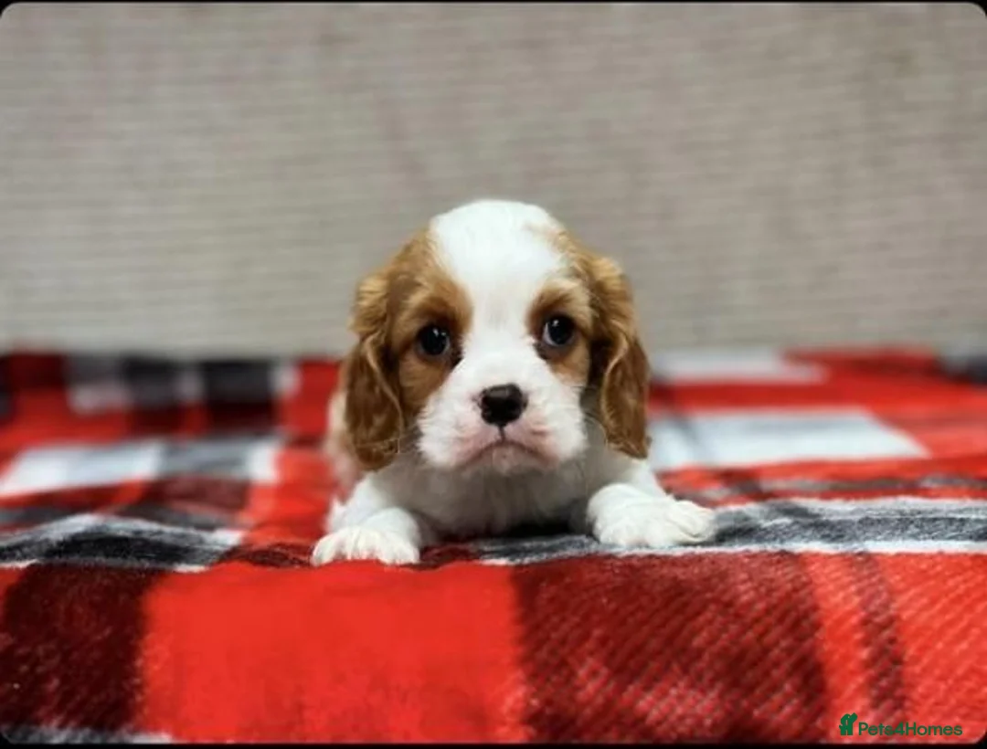 Cavalier King Charles Spaniel dogs for sale: Stunning KC Cavalier King Charles Spaniel puppies. in Holywell - Advert 2