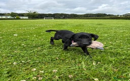 Labrador Retriever dogs for sale: Beautiful Labroador boy - Image 1